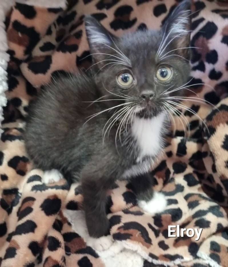 Elroy Elroy
